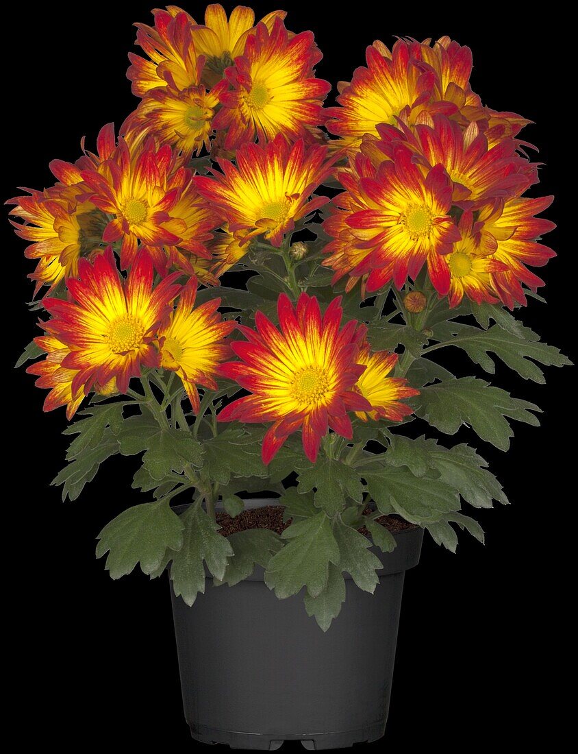 Chrysanthemum indicum 'Maragon'(s)