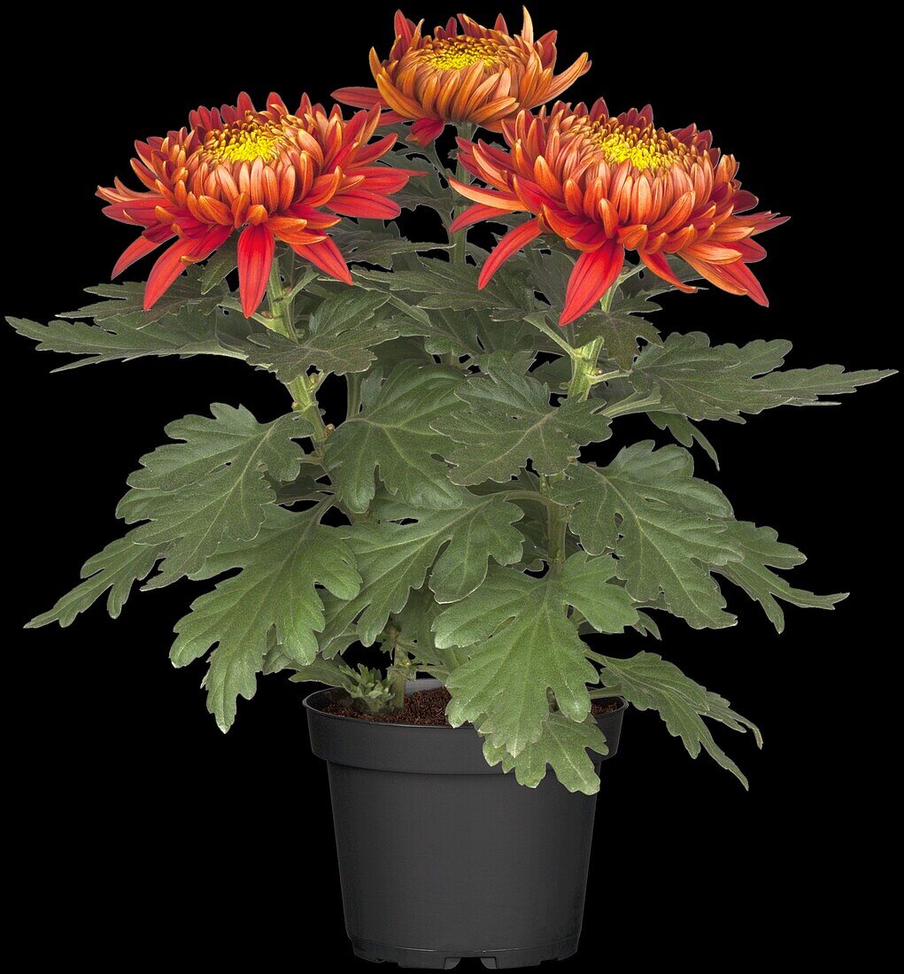 Chrysanthemum indicum 'Trumpf Red' (s)