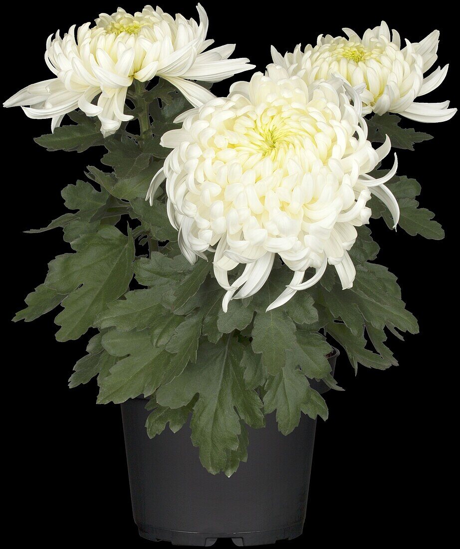 Chrysanthemum indicum 'Arber'(s)