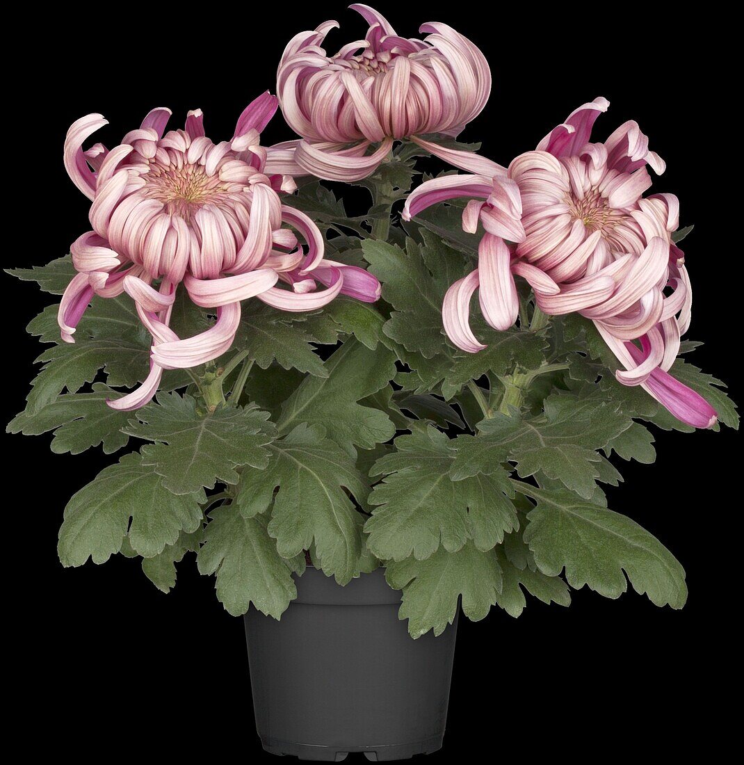 Chrysanthemum 'Asia-Cut Mums® Vienna Violet'(s)