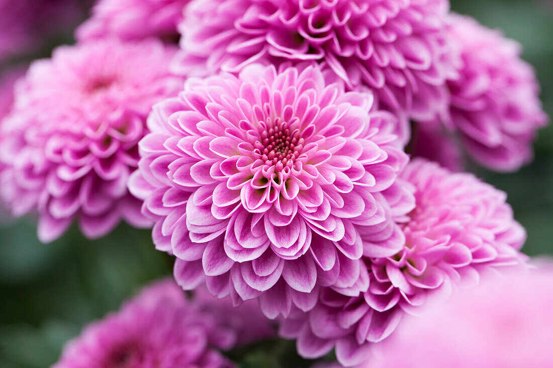 Chrysanthemum 'Asia-Cut Mums® Sanya'