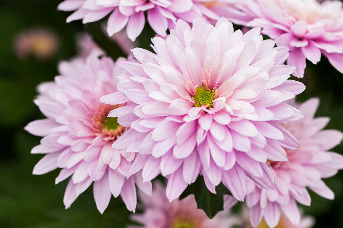 Chrysanthemum 'Asia-Cut Mums® Colombo Pink'(s)