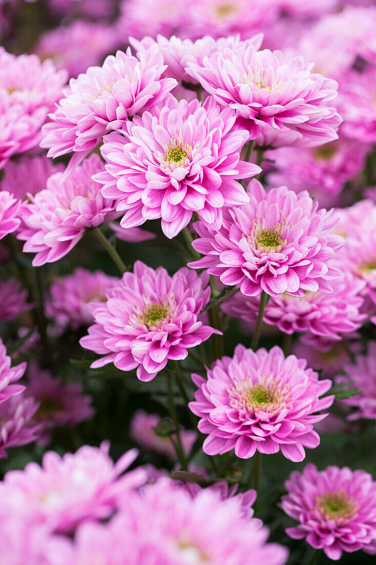 Chrysanthemum indicum 'Belicia'(s)