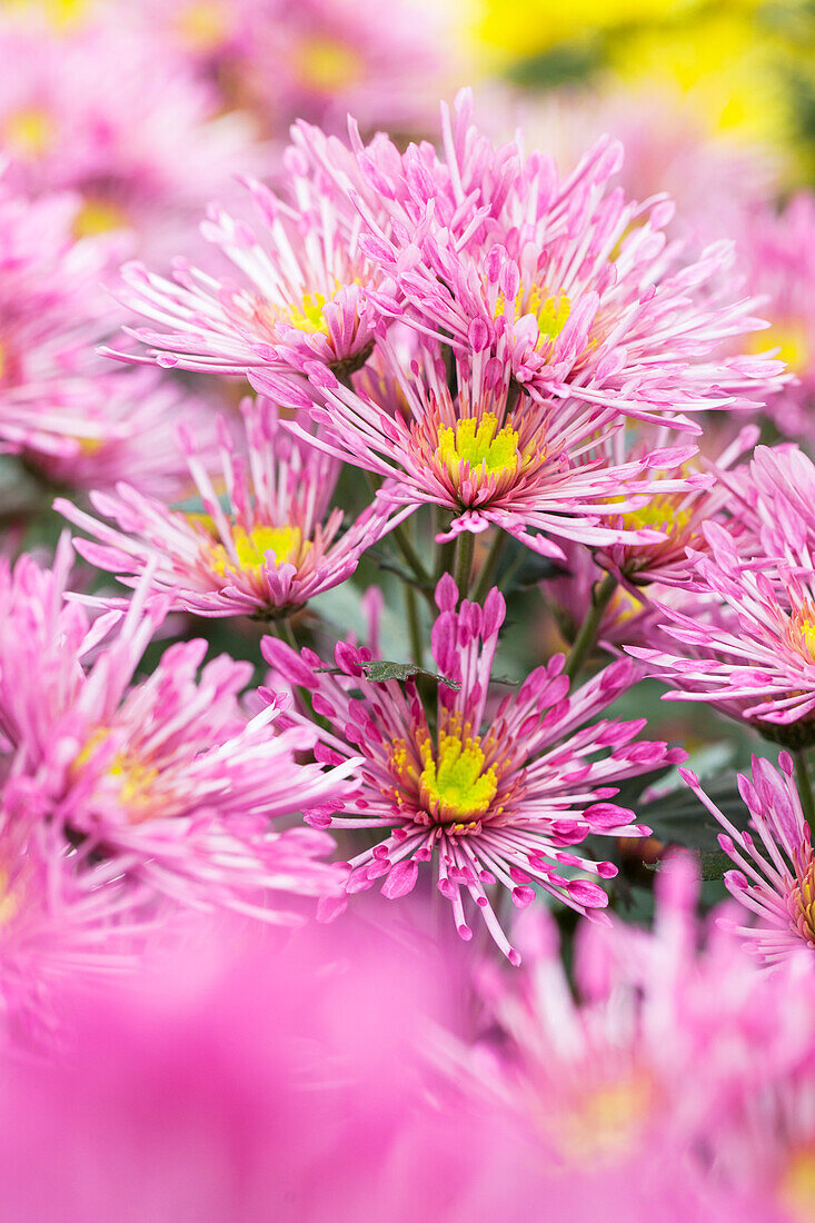 Chrysanthemum indicum 'Annecy Dark'(s)