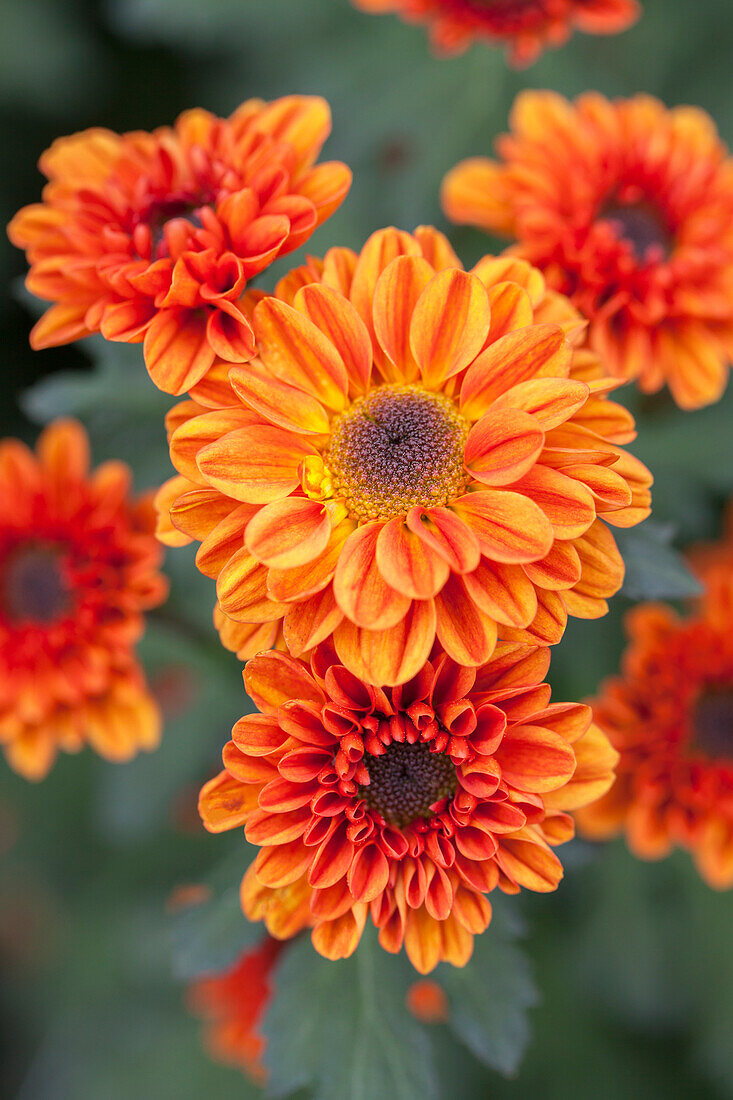 Chrysanthemum indicum 'Viking Dark Orange'(s)
