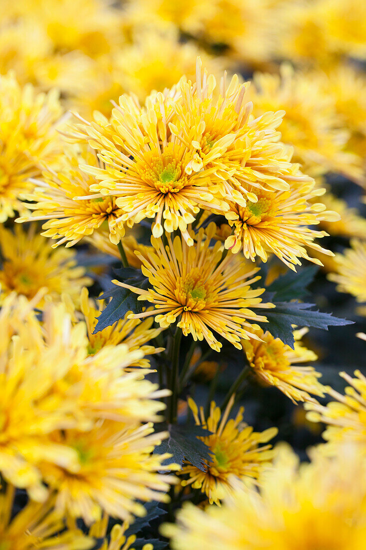 Chrysanthemum indicum 'Annecy Yellow'(s)