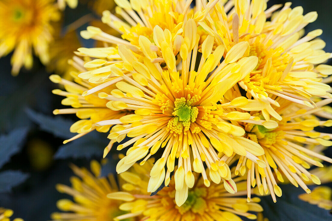 Chrysanthemum indicum 'Annecy Yellow'(s)