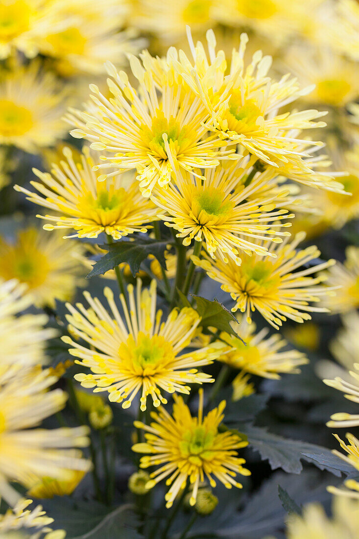 Chrysanthemum indicum 'Annecy Yellow'(s)