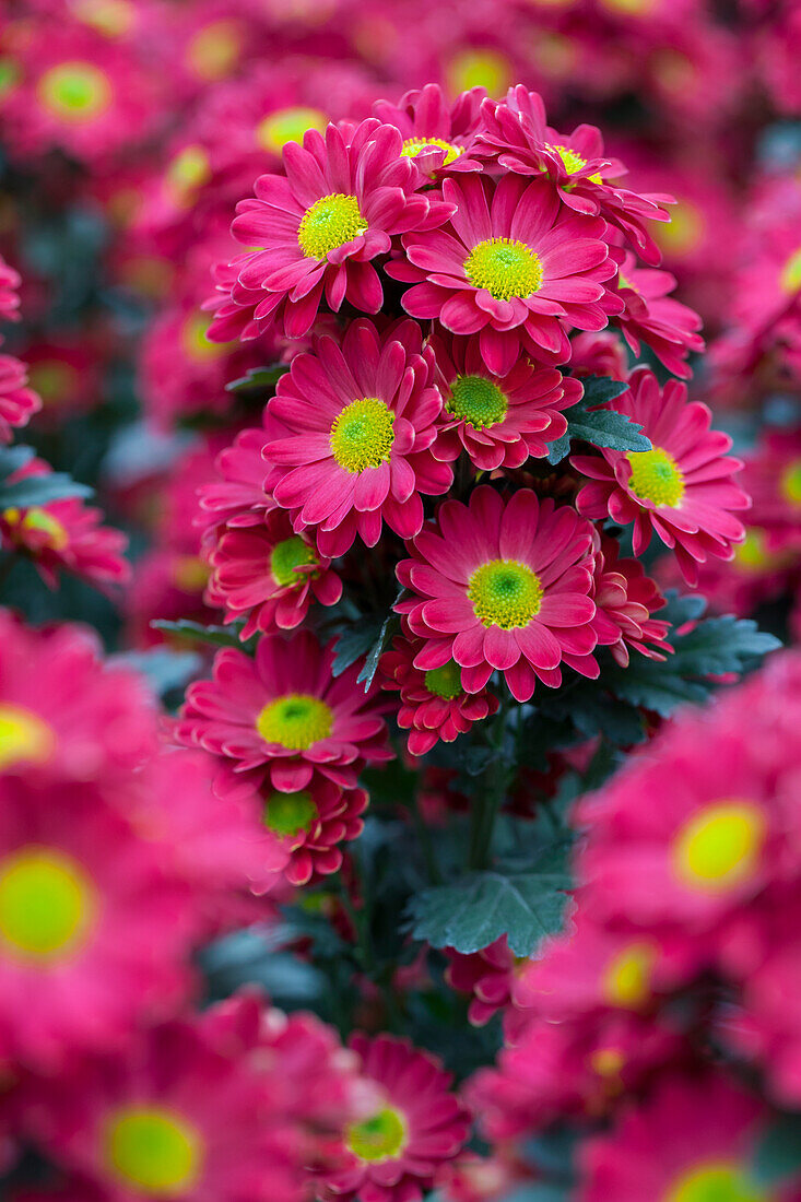 Chrysanthemum indicum 'Helena'(s)