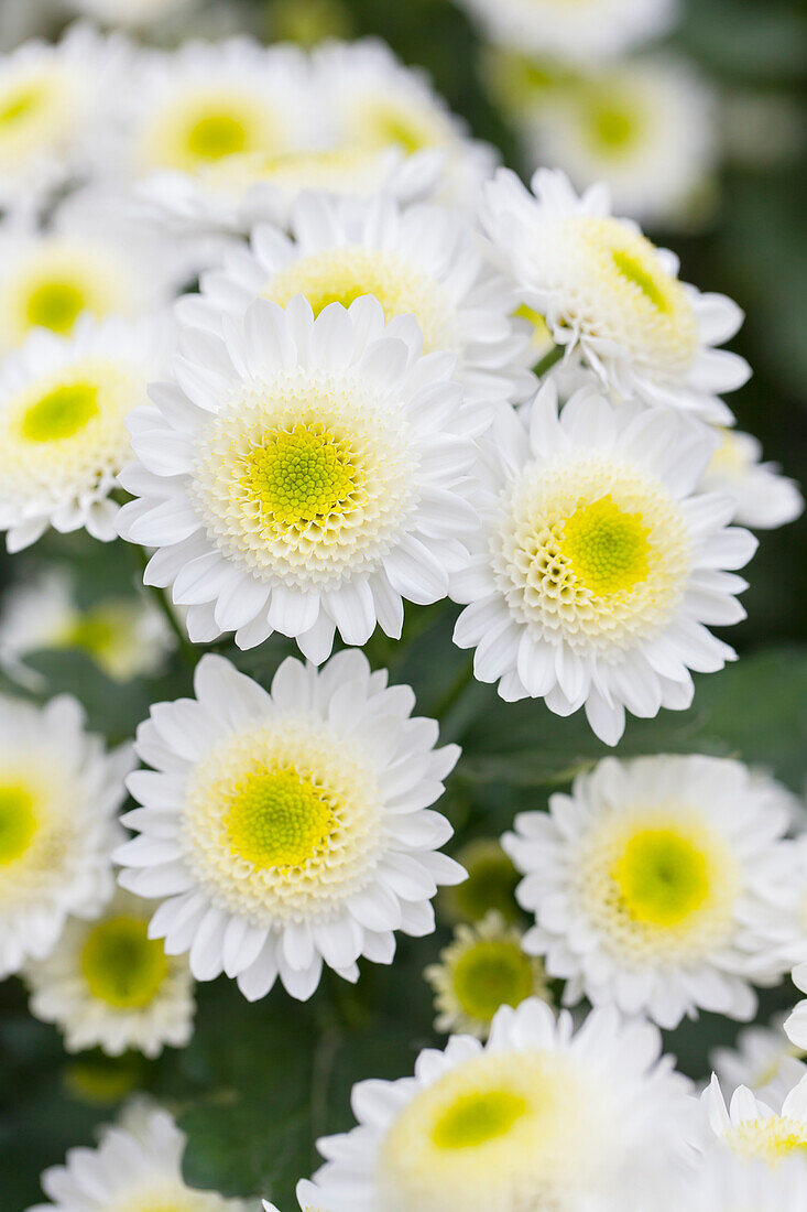 Chrysanthemum 'Asia-Cut Mums® Tarim White'(s)