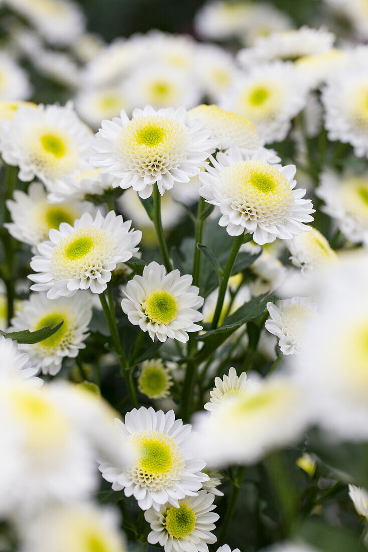 Chrysanthemum 'Asia-Cut Mums® Tarim White'(s)