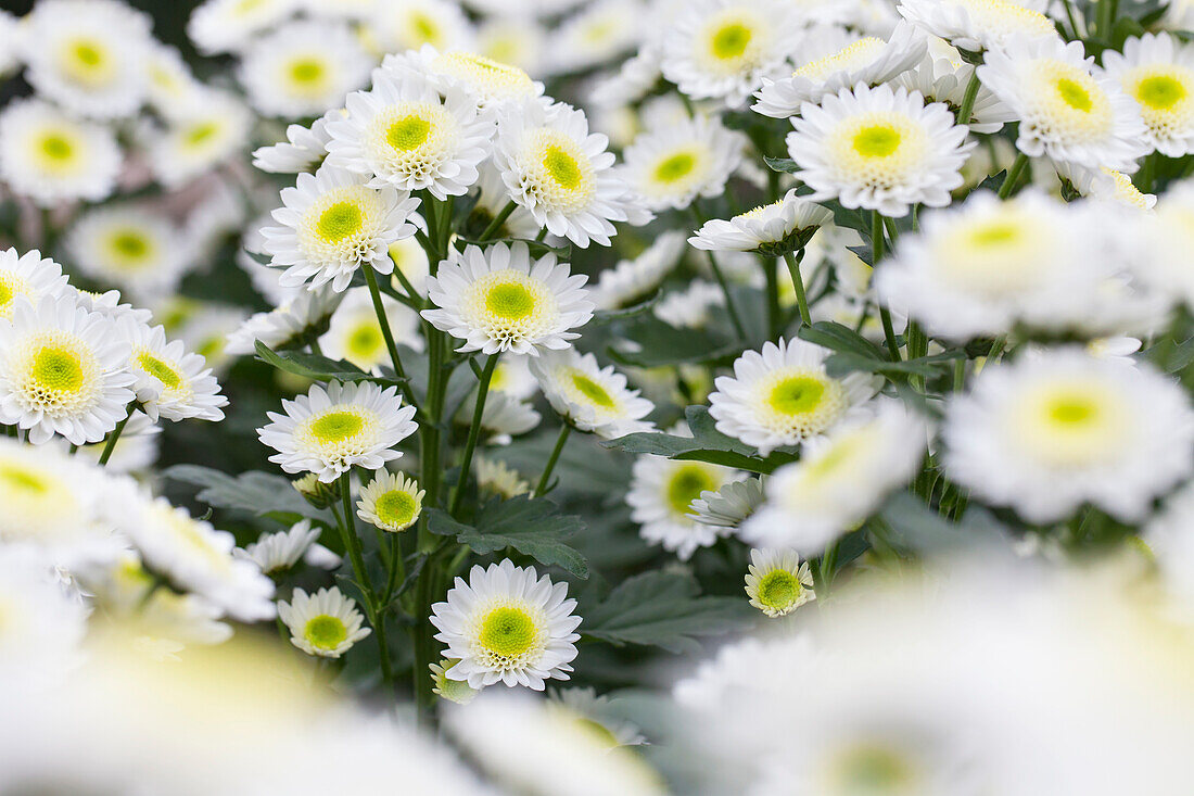 Chrysanthemum 'Asia-Cut Mums® Tarim White'(s)