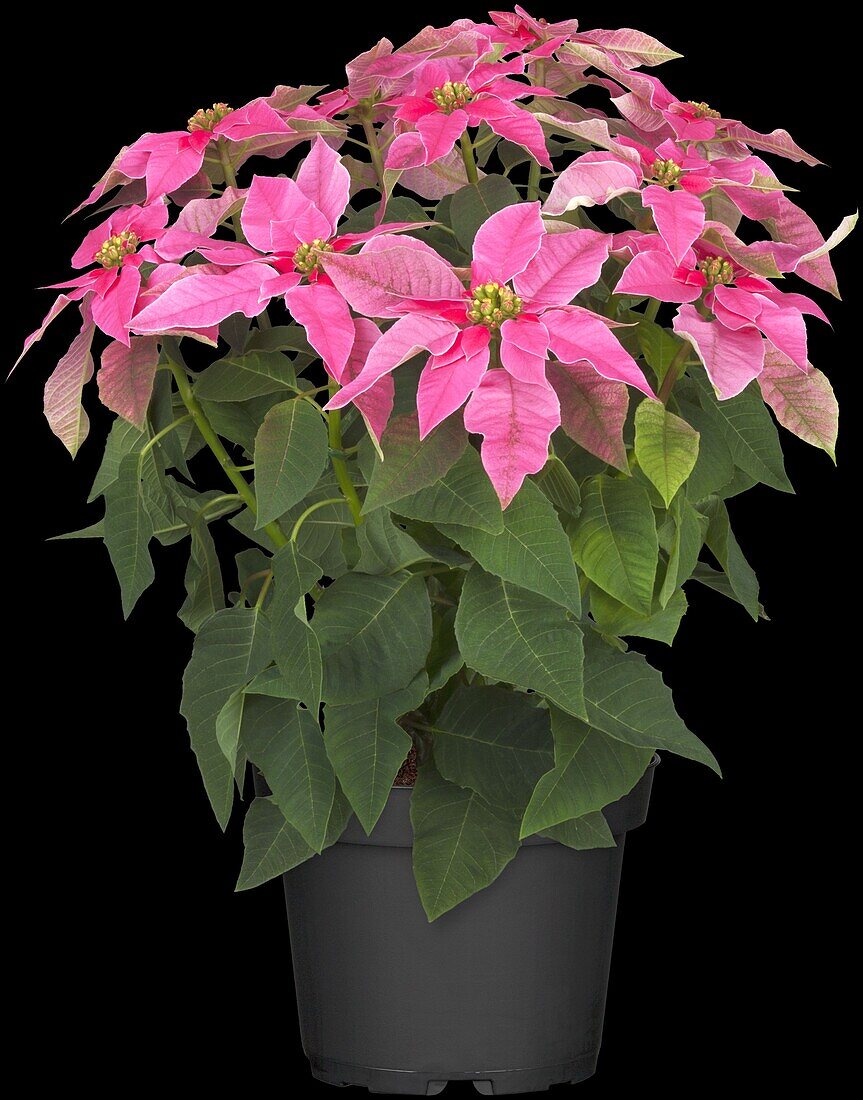 Euphorbia pulcherrima 'Hot Pink'