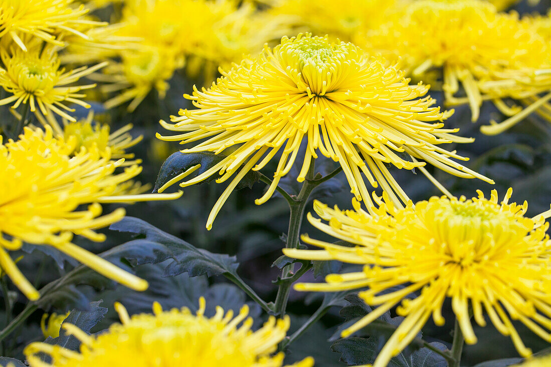 Chrysanthemum indicum Golden Spider