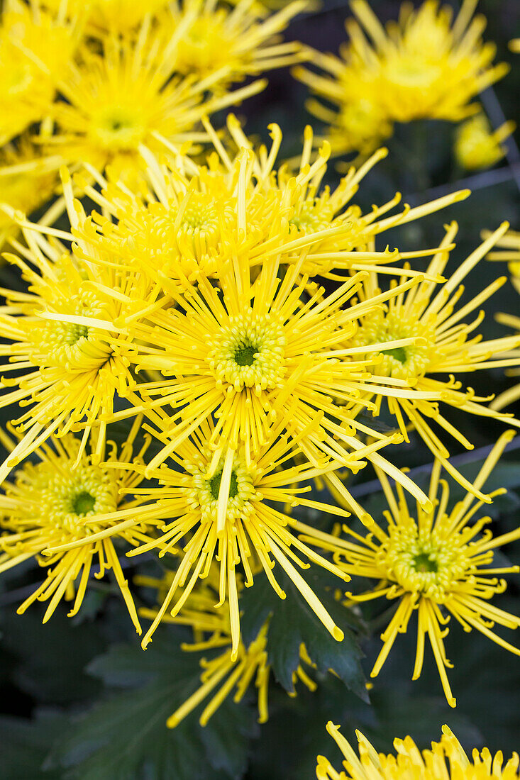 Chrysanthemum indicum Golden Spider