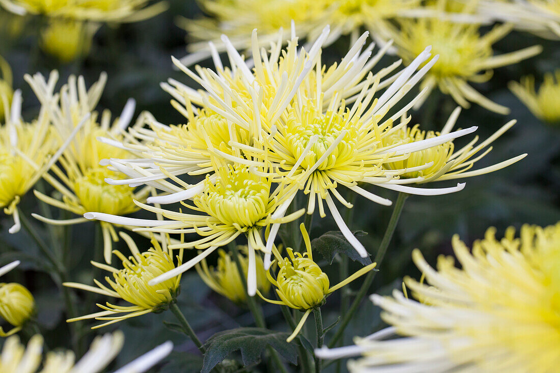 Chrysanthemum indicum 'White Spider'