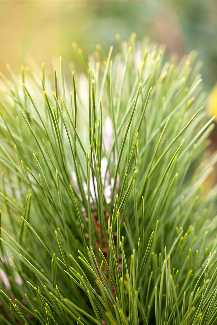 Pinus nigra 'Green Tower'.