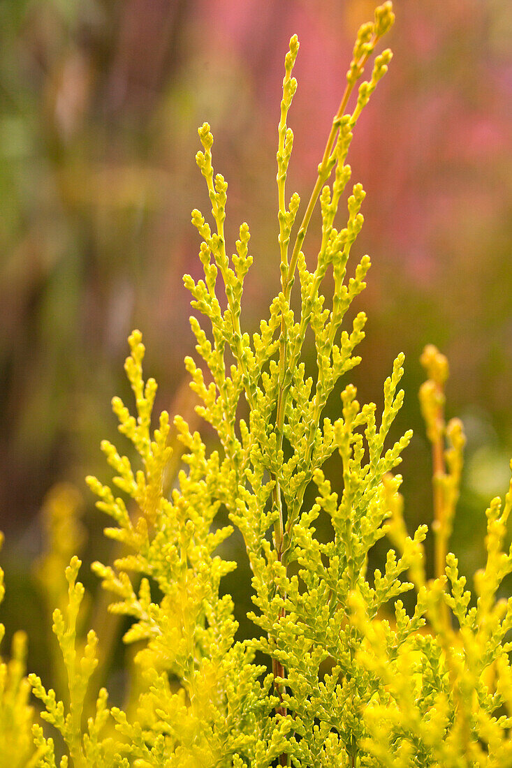 Chamaecyparis lawsoniana 'Ivonne'