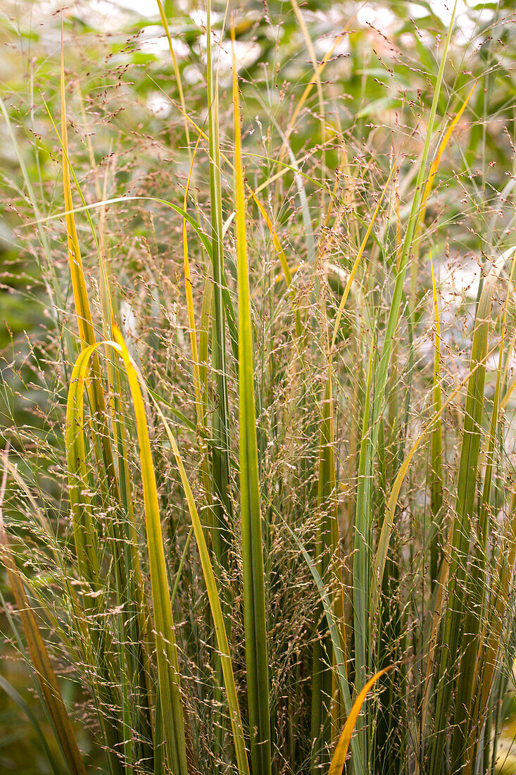 Panicum virgatum 'Northwind'