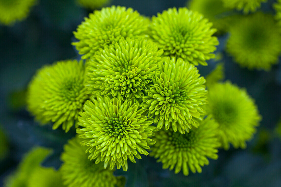 Chrysanthemum 'Asia-Cut Mums® Hue'(s)