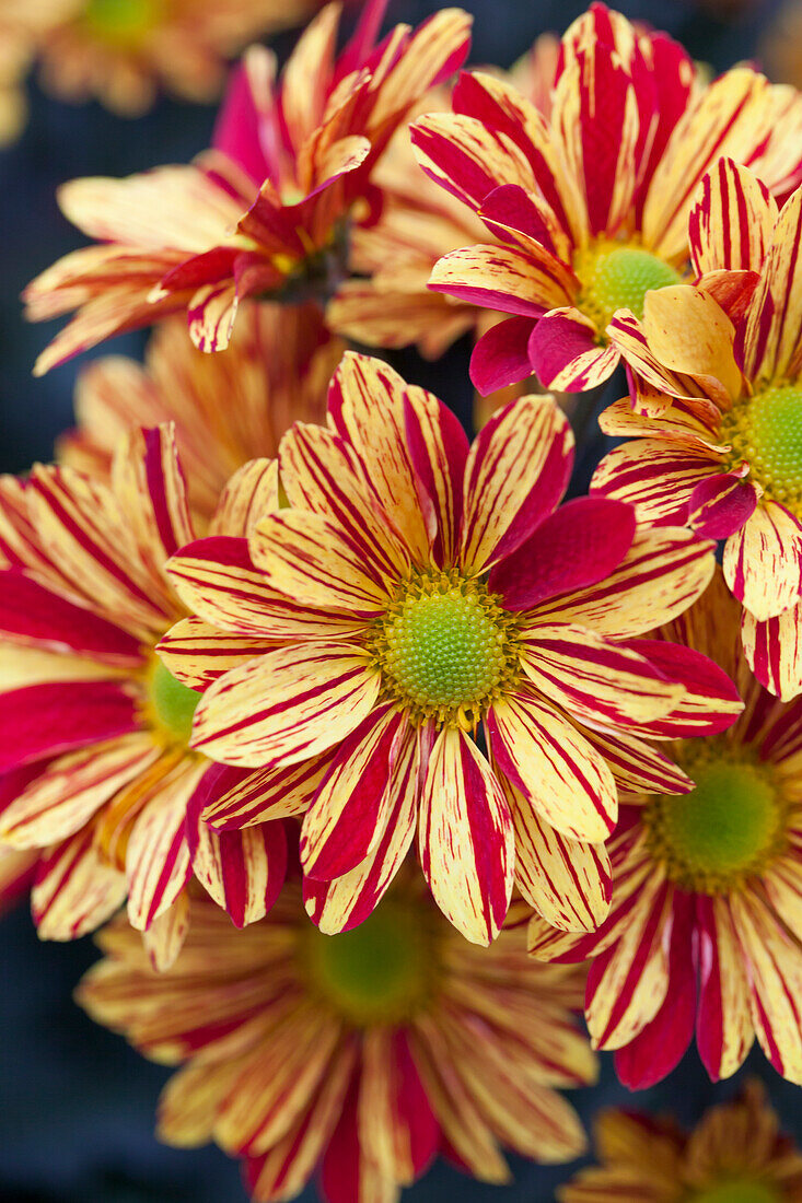 Chrysanthemum 'Asia-Cut Mums® Yala'(s)