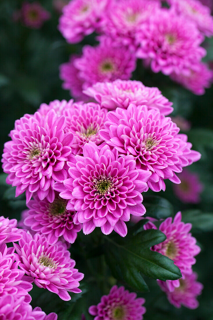 Chrysanthemum 'Asia-Cut Mums® Rangoon'(s)