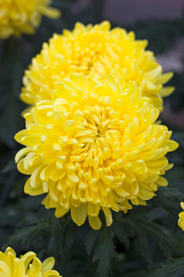 Chrysanthemum indicum 'Snowdon Yellow'(s)