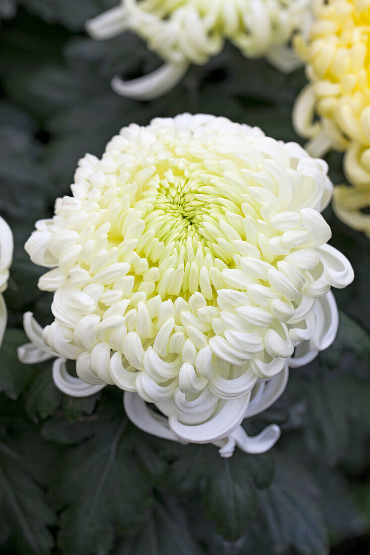Chrysanthemum 'Asia-Cut Mums® Vienna White'(s)