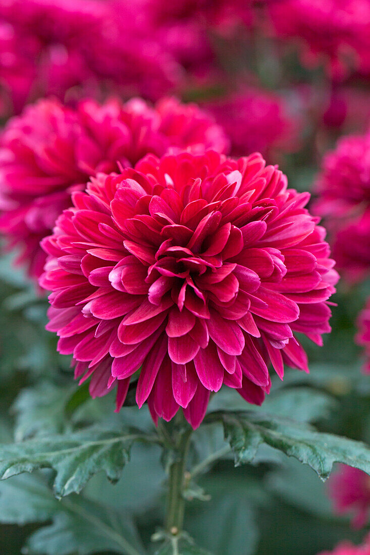 Chrysanthemum indicum 'Barca'(s)