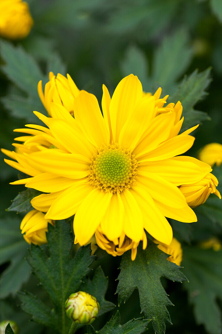 Chrysanthemum 'Pemba Yellow'(s)