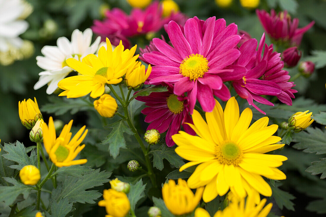 Chrysanthemum 'Pemba Mix'(s)