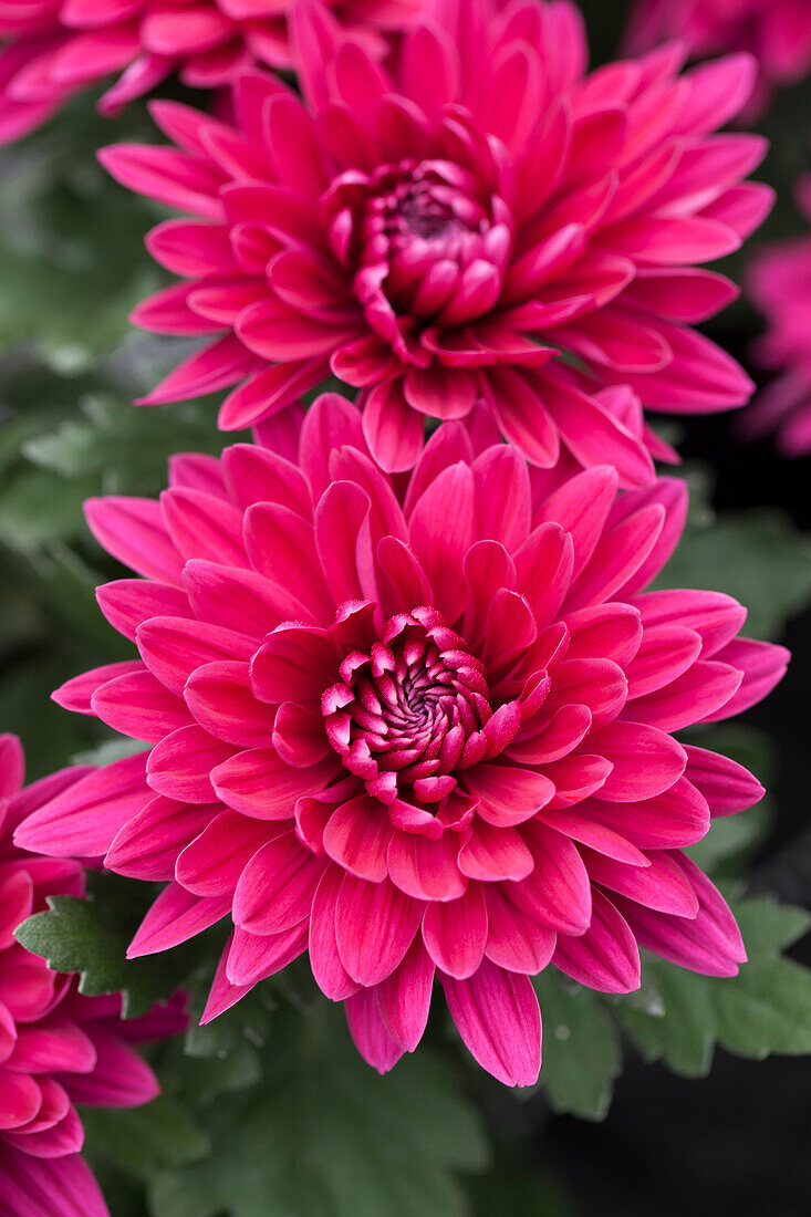 Chrysanthemum Island-Pot-Mums 'Vido'(s)