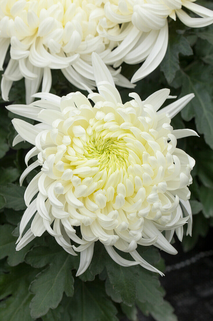 Chrysanthemum indicum 'Arber'(s)