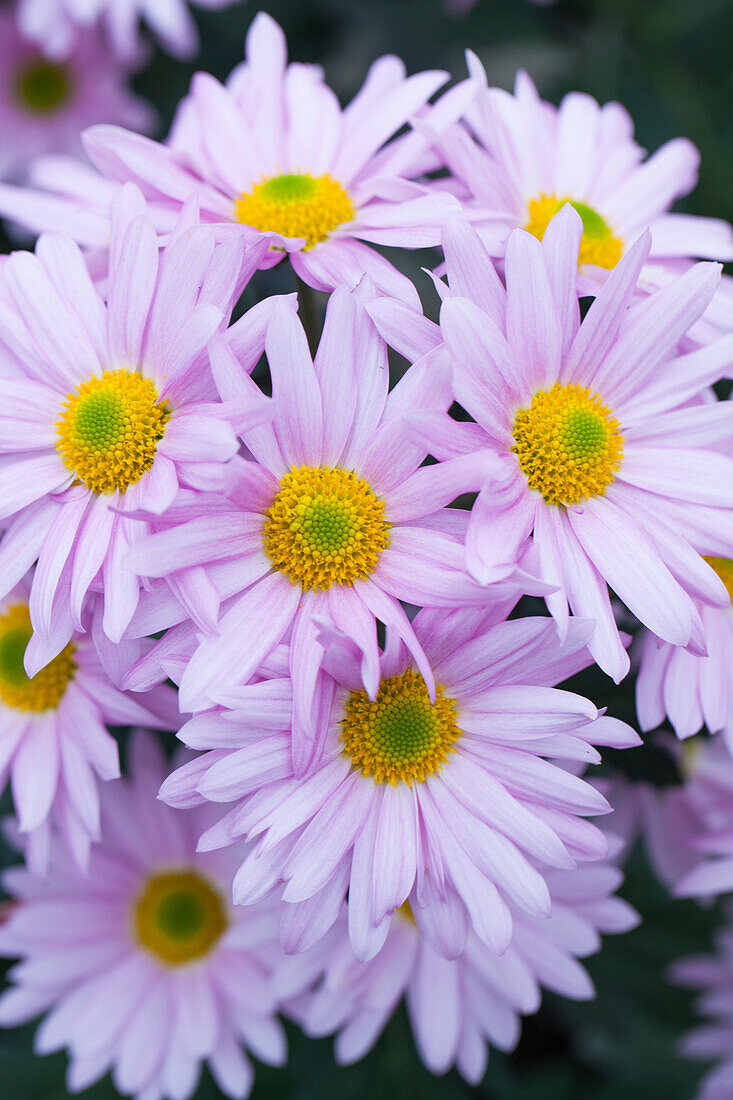 Chrysanthemum 'Asia-Cut Mums® Colombo Pink'(s)