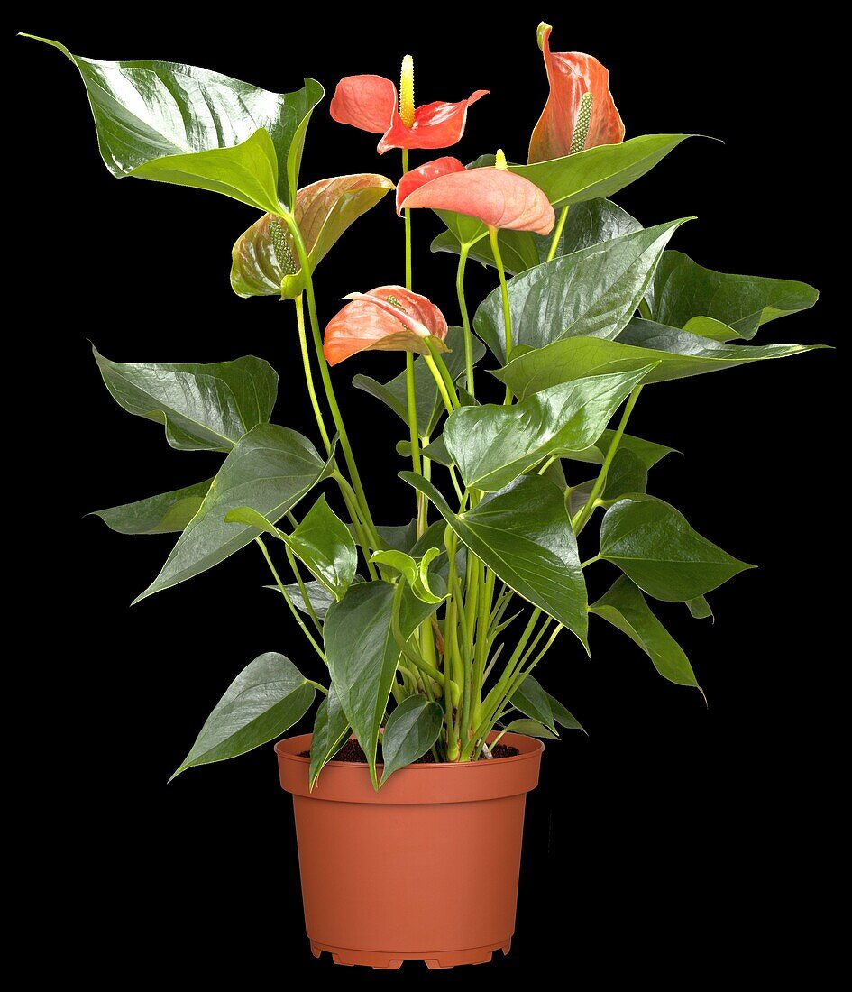 Anthurium x andreanum, orange