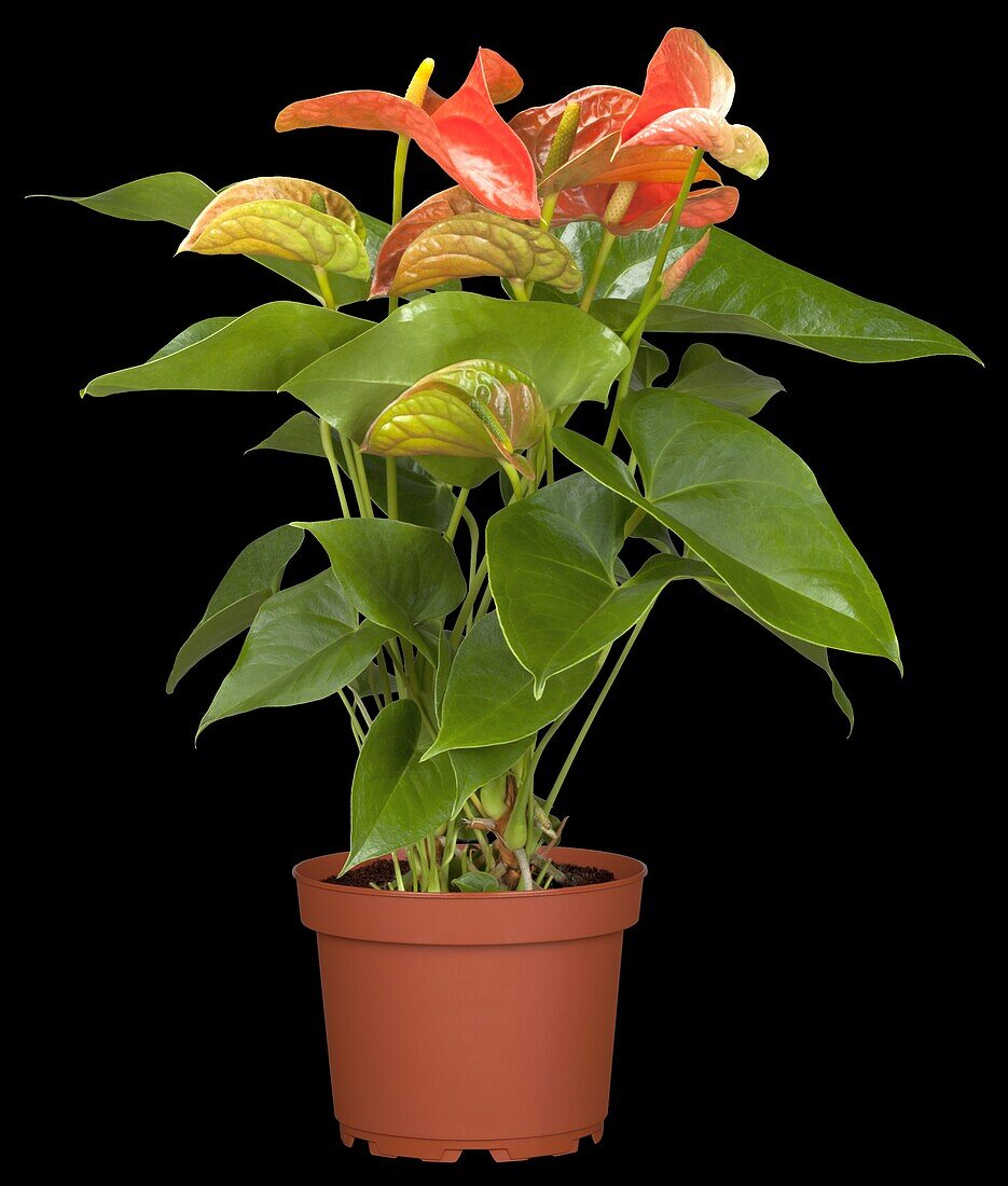 Anthurium x andreanum, orange