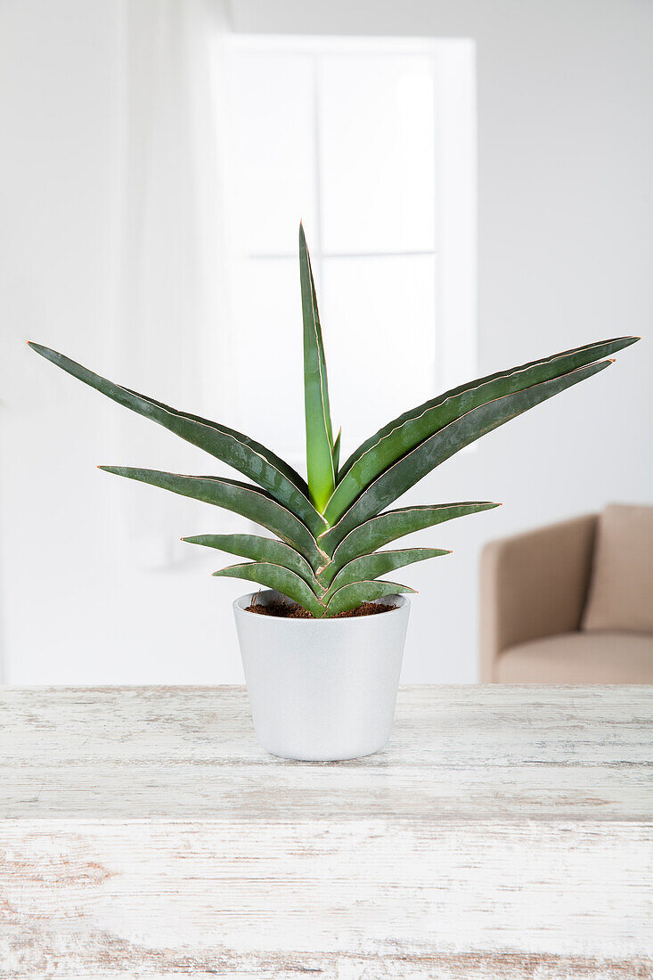 Sansevieria 