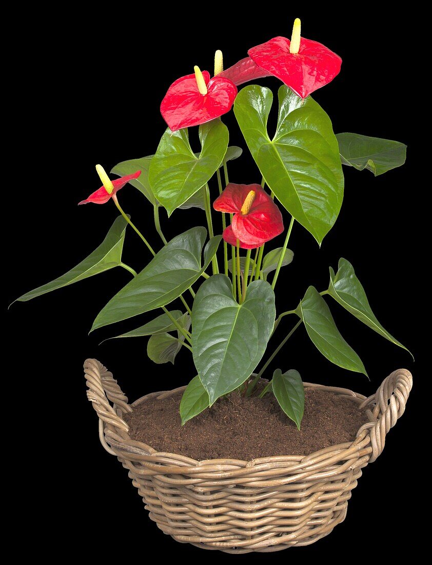 Anthurium x andreanum