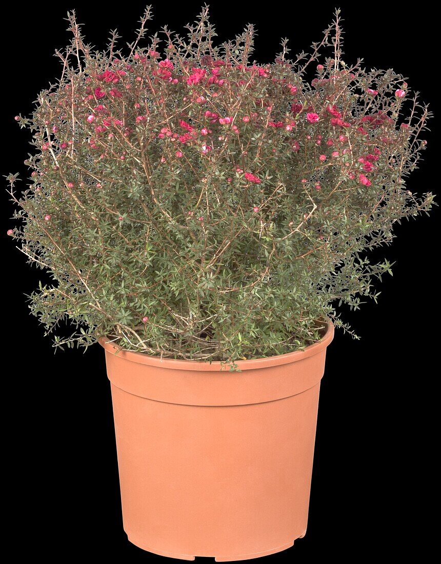 Leptospermum scoparium, red