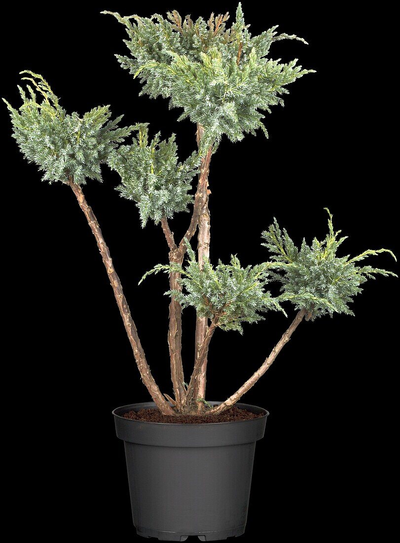 Juniperus communis 'Meyer'.