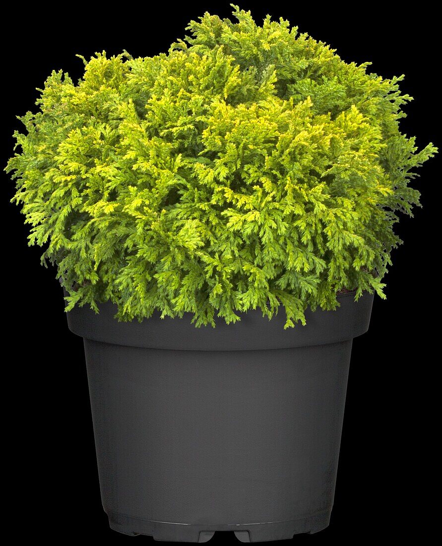 Chamaecyparis pisifera 'Nana'