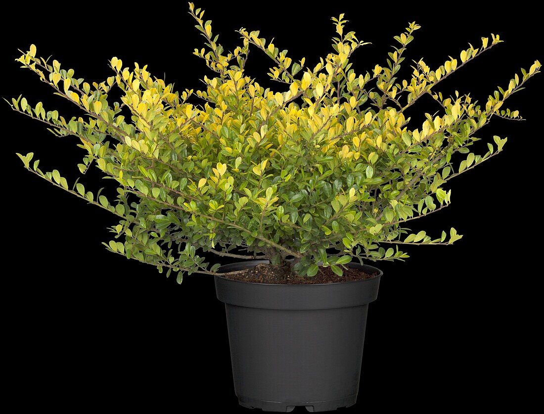 Ilex crenata 'Golden Gem'