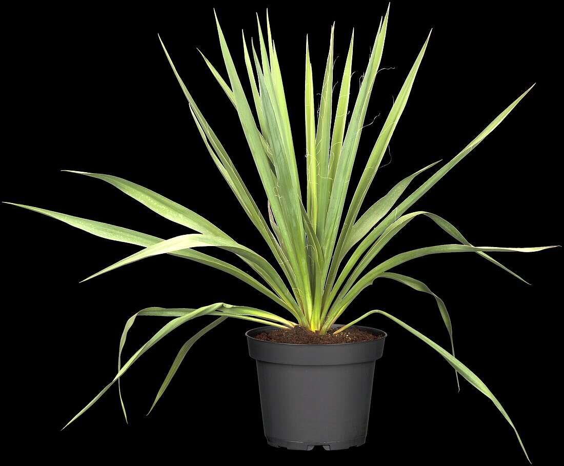 Yucca filamentosa