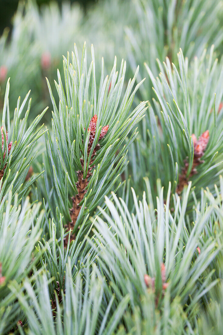 Pinus sylvestris 'Watereri'