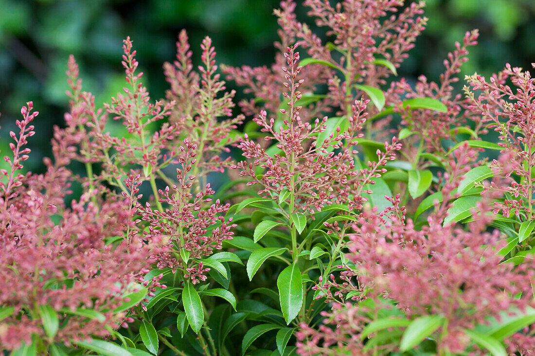 Pieris japonica Valley Valentine