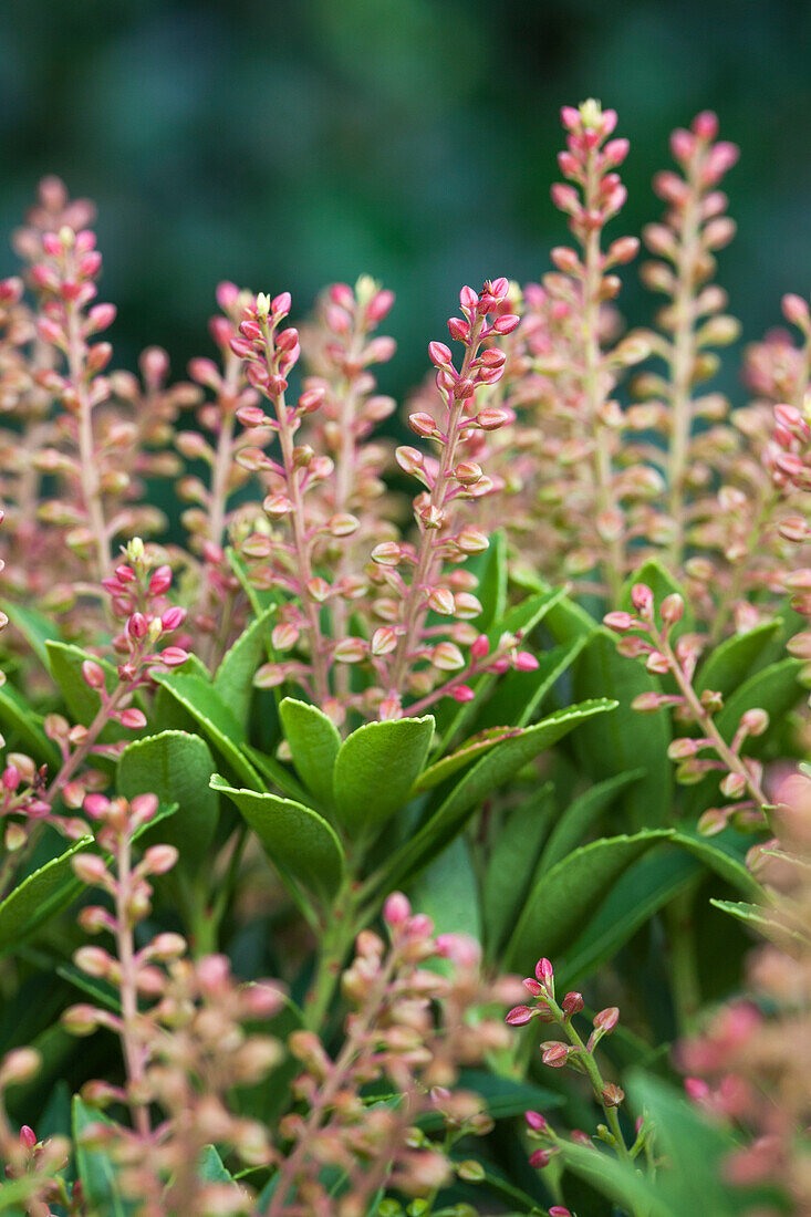 Pieris japonica 'Purity'