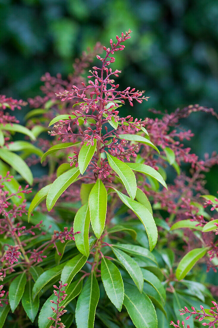 Pieris japonica 'Valley Rose'