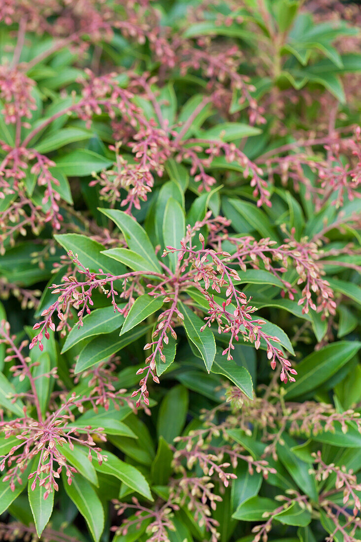 Pieris japonica var. yakushimensis