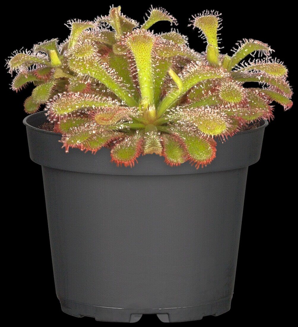 Drosera