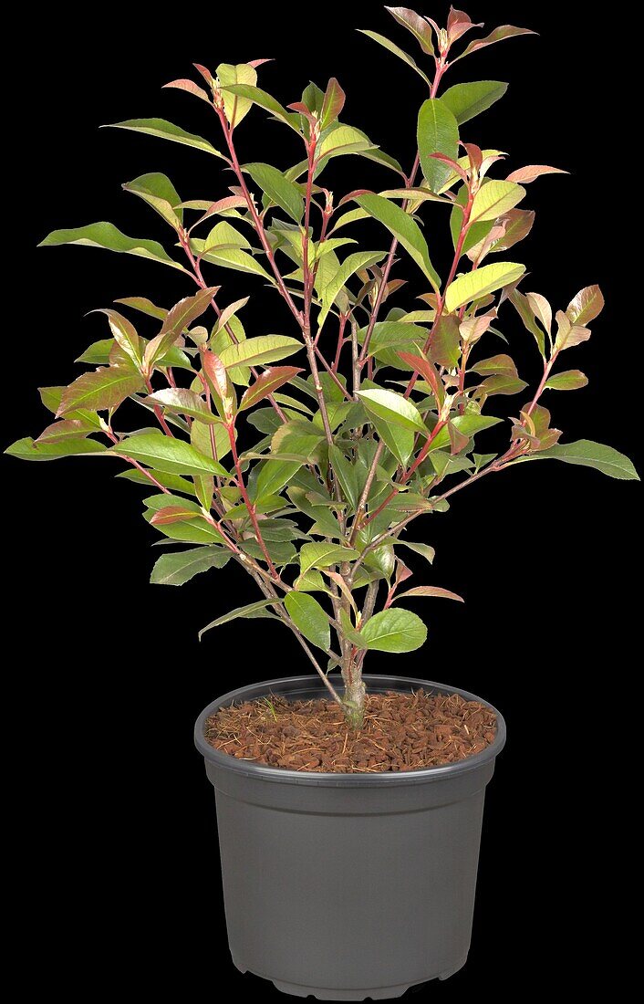 Photinia fraseri 'Robusta Compacta'